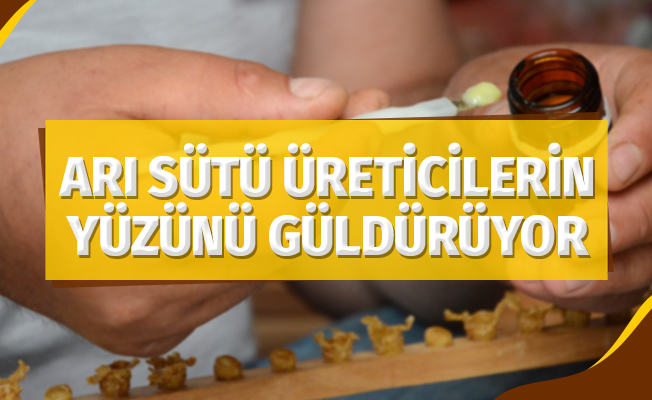 Arı sütü üreticilerin yüzünü güldürüyor