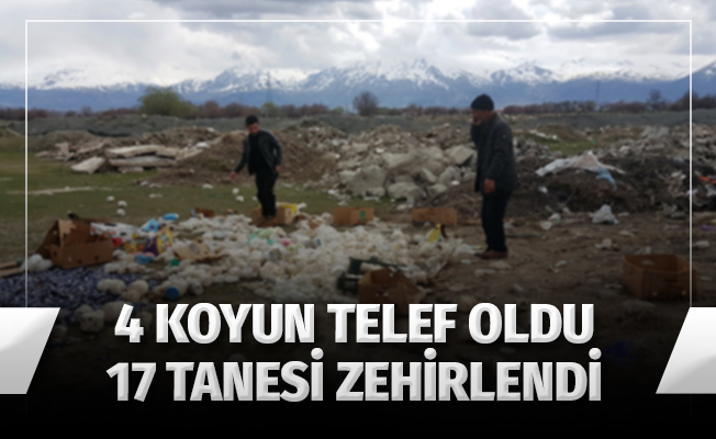 Gelişi güzel atılan bozulmuş peynirler, koyunları telef etti