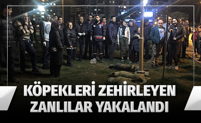 Köpekleri Zehirleyen Zanlılar Yakalandı