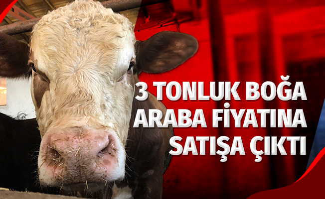3 tonluk kurbanlık boğa araba fiyatına satışta