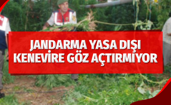 Jandarmadan yasa dışı kenevir ekimine geçit yok
