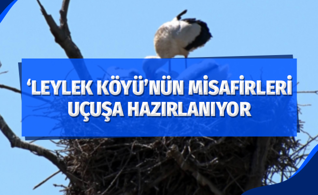 'Leylek Köyü’nün yeni misafirleri uçuşa hazırlanıyor