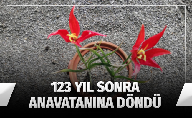 Yitik lale gurbetten sılaya döndü