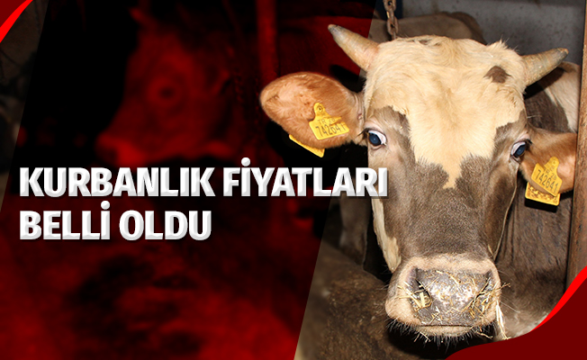 Büyükbaş canlı kilosu 20-22 TL arası, küçükbaş da 1500 TL civarında satılıyor