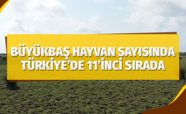 Samsun, büyükbaş hayvan sayısında Türkiye’de 11’inci sırada