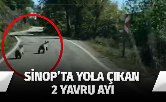 Sinop'ta yavru ayılar güpegündüz böyle görüntülendiler