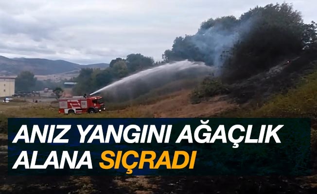 Anız yangını ağaçlık alana sıçradı