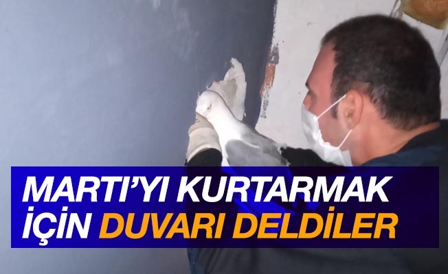 Martı'yı kurtarmak için duvarı deldiler