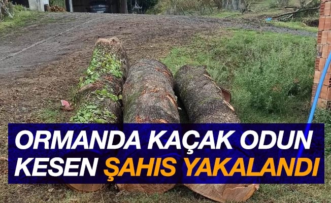 Ormandan kaçak odun kesen şahıs yakalandı
