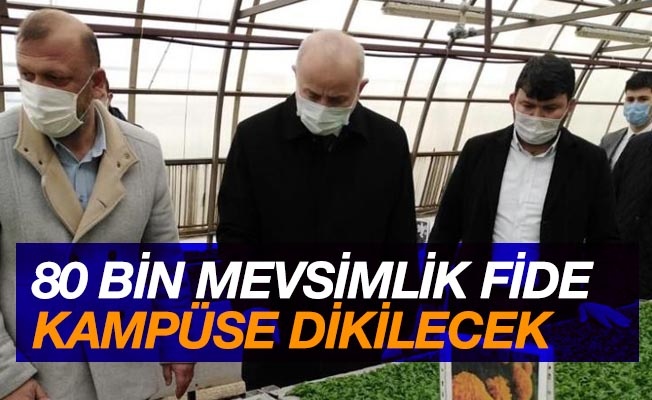 80 bin mevsimlik fide kampüse dikilecek