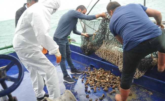 Samsun’da en çok hayvansal ürün ihracatı balık yağı ile gerçekleşti