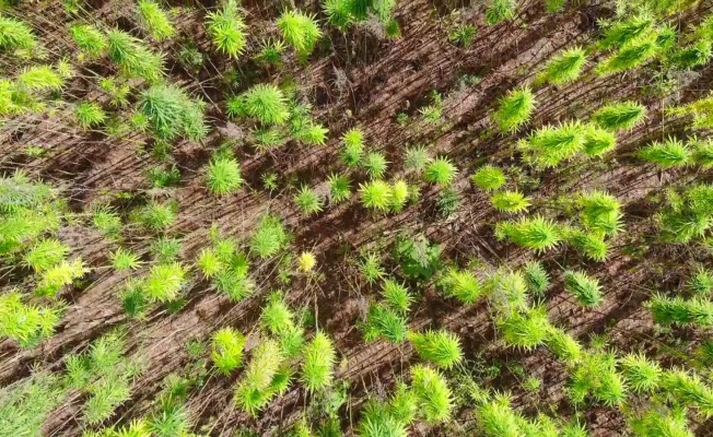 Yerli ve milli kenevirler hasat için gün sayıyor: Boyu 4,5 metreye ulaştı