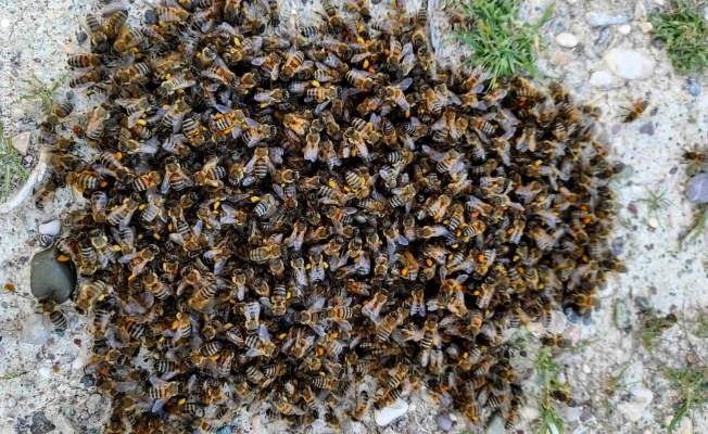 Kenevirin, arı katili "varroa"dan koruduğu ortaya çıktı