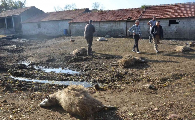 Aç kurtlar ağılın bahçesine girdi: 7 koyun telef oldu, 10 koyun yaralandı