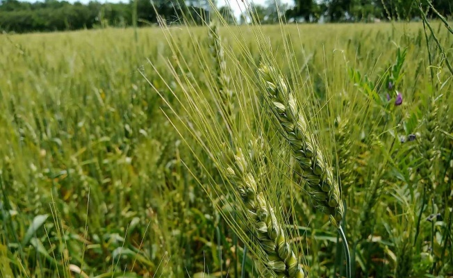 Türkiye’de ekmeklik buğday üretimini artırma destekleri
