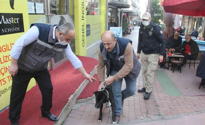 Samsun’da polisten yasaklı ırk köpek denetimi