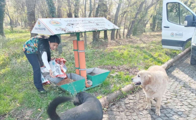 Atakum Belediyesi’nden sokak hayvanlarına 9 ton mama desteği