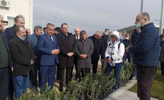 Samsun’da zeytin yetiştiriciliği artırılıyor