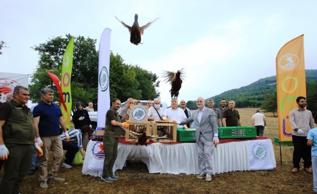 750 adet keklik ve sülün OMÜ’de doğaya bırakıldı