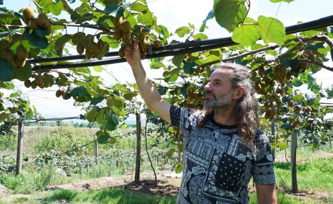 Kuaförlüğü bırakıp çiftçi oldu: Kivi yetiştiriyor