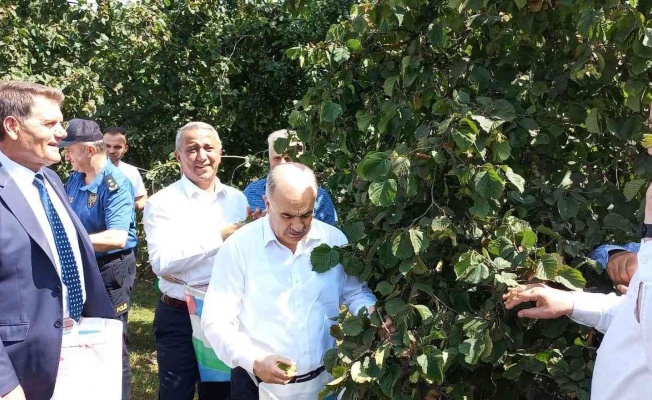 Samsun’da fındık hasat etkinliği: 112 bin 500 ton rekolte bekleniyor