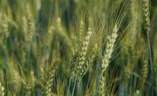 Üreticilere 3,5 ton buğday tohumu desteği