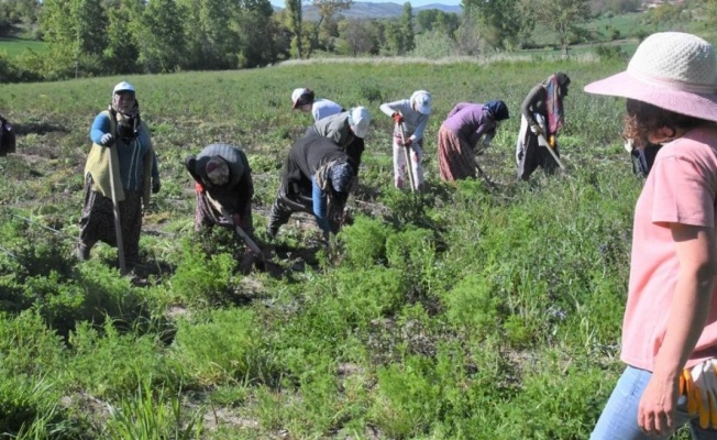 Samsun’da 11 bin 456 çiftçiye fide, fidan ve tohum desteği
