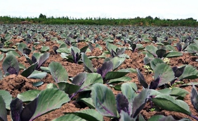 Türkiye’de tarımsal üretimin yıldızı Samsun: Birçok üründe ilk sırada