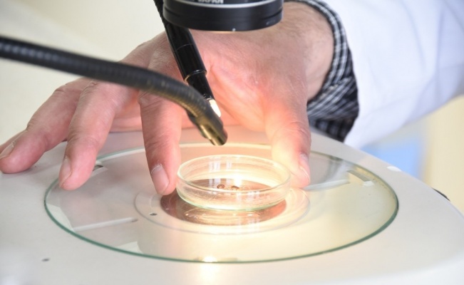 Her mevsimde yaşayabilen keneler en çok bu illerde tehlike saçıyor