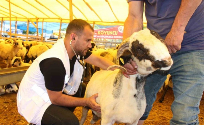 Samsun’da veteriner kontrolünde kurban satışı