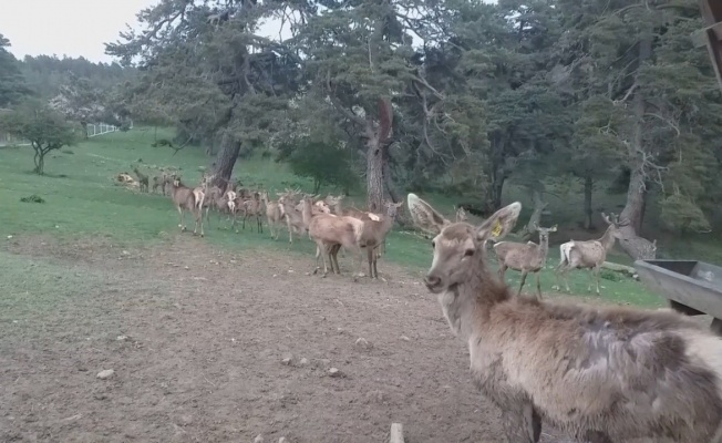 12 kızıl geyik üretilerek doğaya salındı