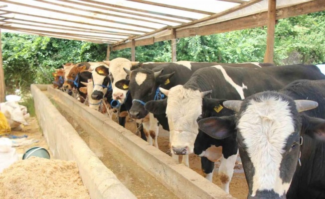 Hayvanlarına şap aşısı yaptırmayanlara 73 bin TL idari para cezası