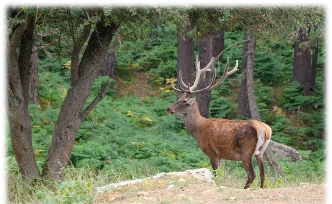 87 kızıl geyik ve 354 bin 754 adet sülün üretilerek doğaya salındı