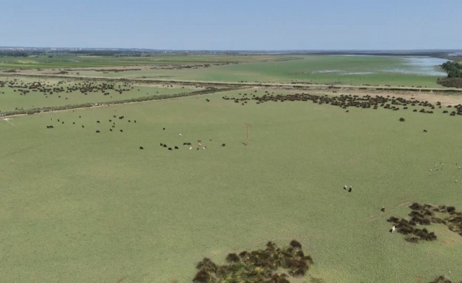 ‘Kızılırmak Deltası Kuş Cenneti’nde ‘kuraklık’ tehdidi: Yok olma riski