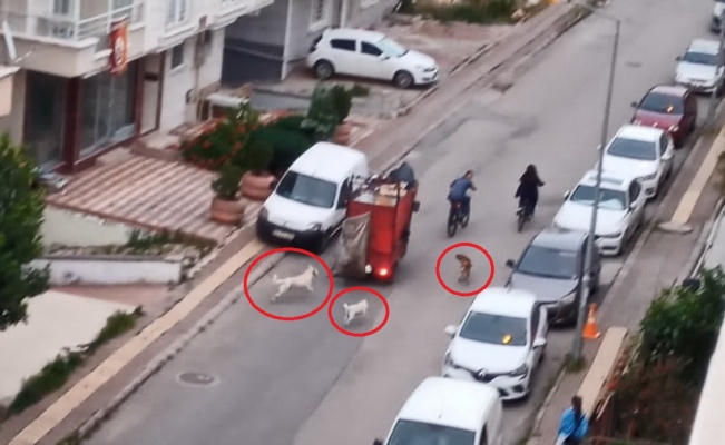 Sokakta köpek çetesi