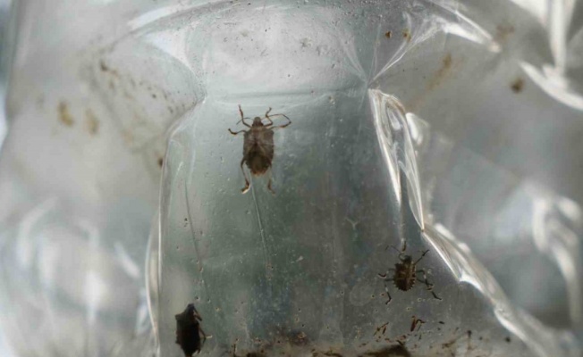 Çiftçinin baş belası kahverengi kokarca, nemi seviyor