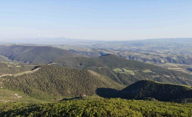Domuz popülasyonu arttı, avcılara ’domuz sürek avı’ çağrısı