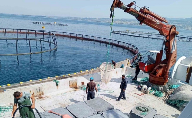 Samsun, ’Türk somonu’ üretiminde dünya markası haline geldi