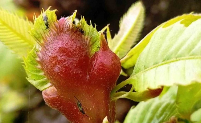 Kestane ormanı katili ‘gal arısı’na, ’avcı böcekler’ ile savaş açıldı