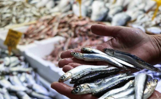 Samsun’dan 62,4 milyon dolar ve 18 milyon euroluk hayvansal ürün ihracatı