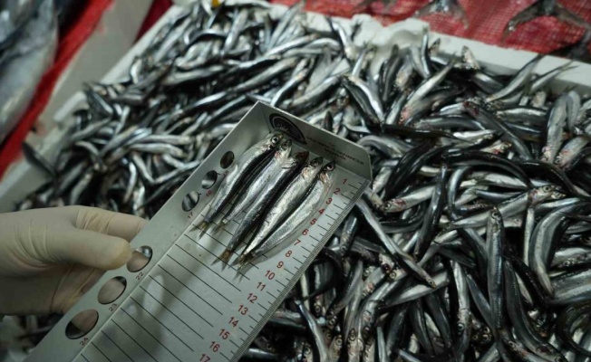 Tezgahlardaki balık boyları mercek altında: 92 işletmeye 2 milyon TL ceza