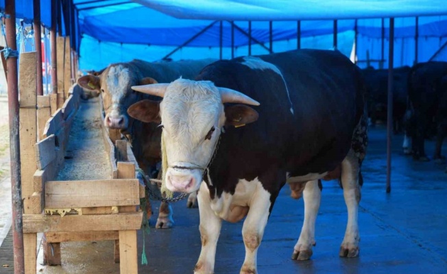 Profesörden kurbanlık uyarısı: "Hayvanın burnundan ve ağızından akıntı gelmemesi en başta dikkat edilecek husus"