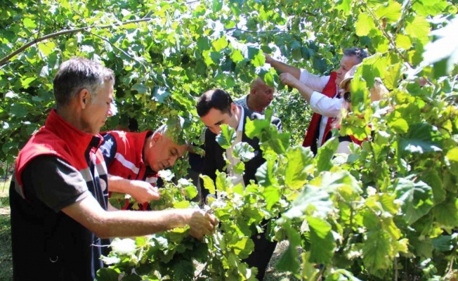 Türkiye’de en çok fındık üretilen ikinci il olan Samsun’da rekolte tahmini çalışmaları