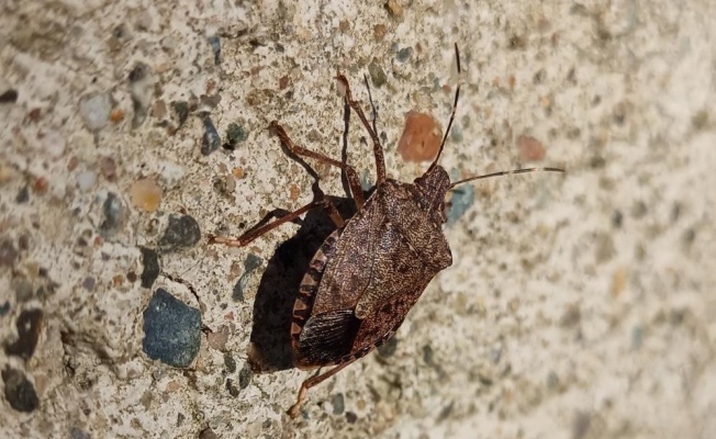 Kokarca sayısı zirvede: Uzmanı bahar aylarına dikkat çekti