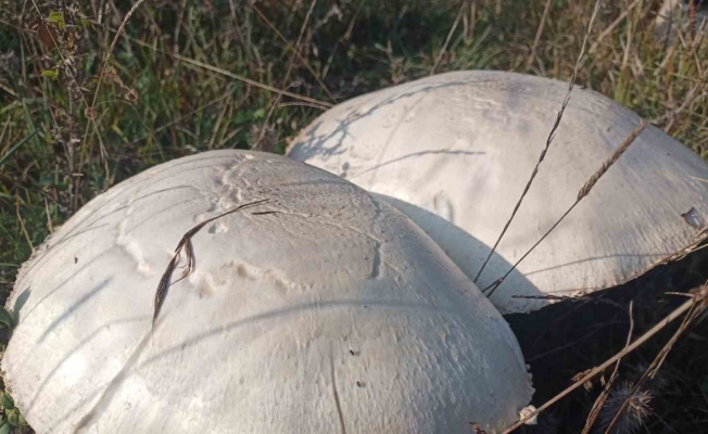 Doğada büyüyen dev mantarlar şaşkına çevirdi