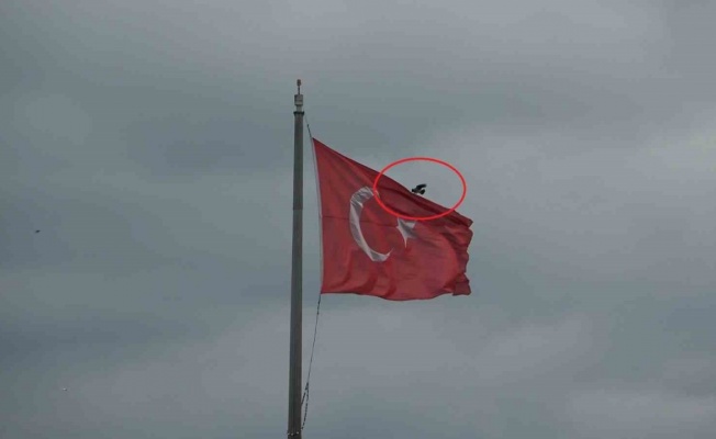 Karganın Türk bayrağı inadı
