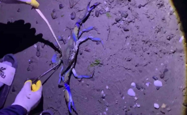 Samsun sahilinde nadir misafir: Mavi yengeç kıyıya vurdu