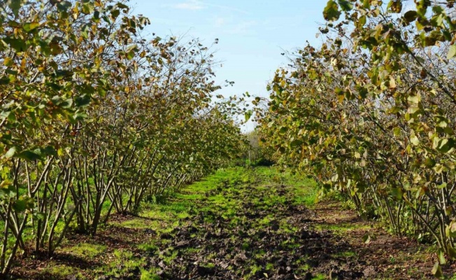 Zirai don, Samsun’u fındık üretiminde zirveye taşıdı