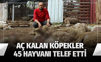 Aç kalan köpekler 45 hayvanı telef etti