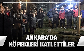 Ankara'da Köpekleri Katlettiler (VİDEO)